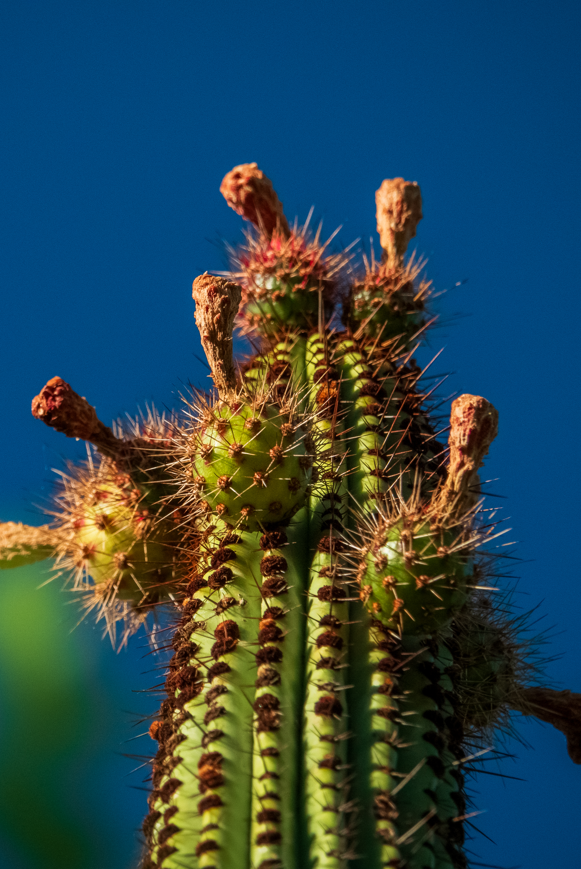 busca-pitaya-aditional-content