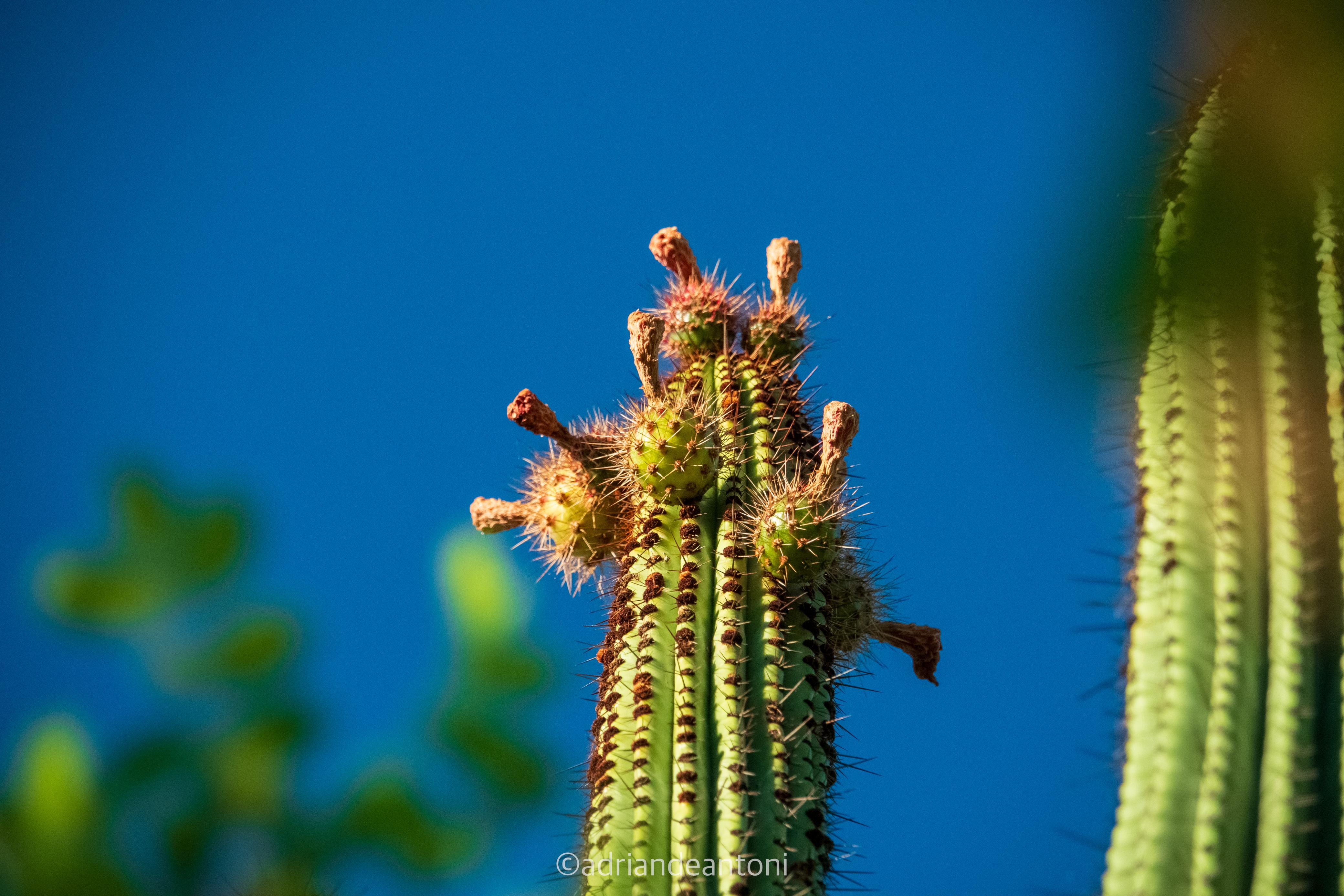 busca-pitaya-aditional-content