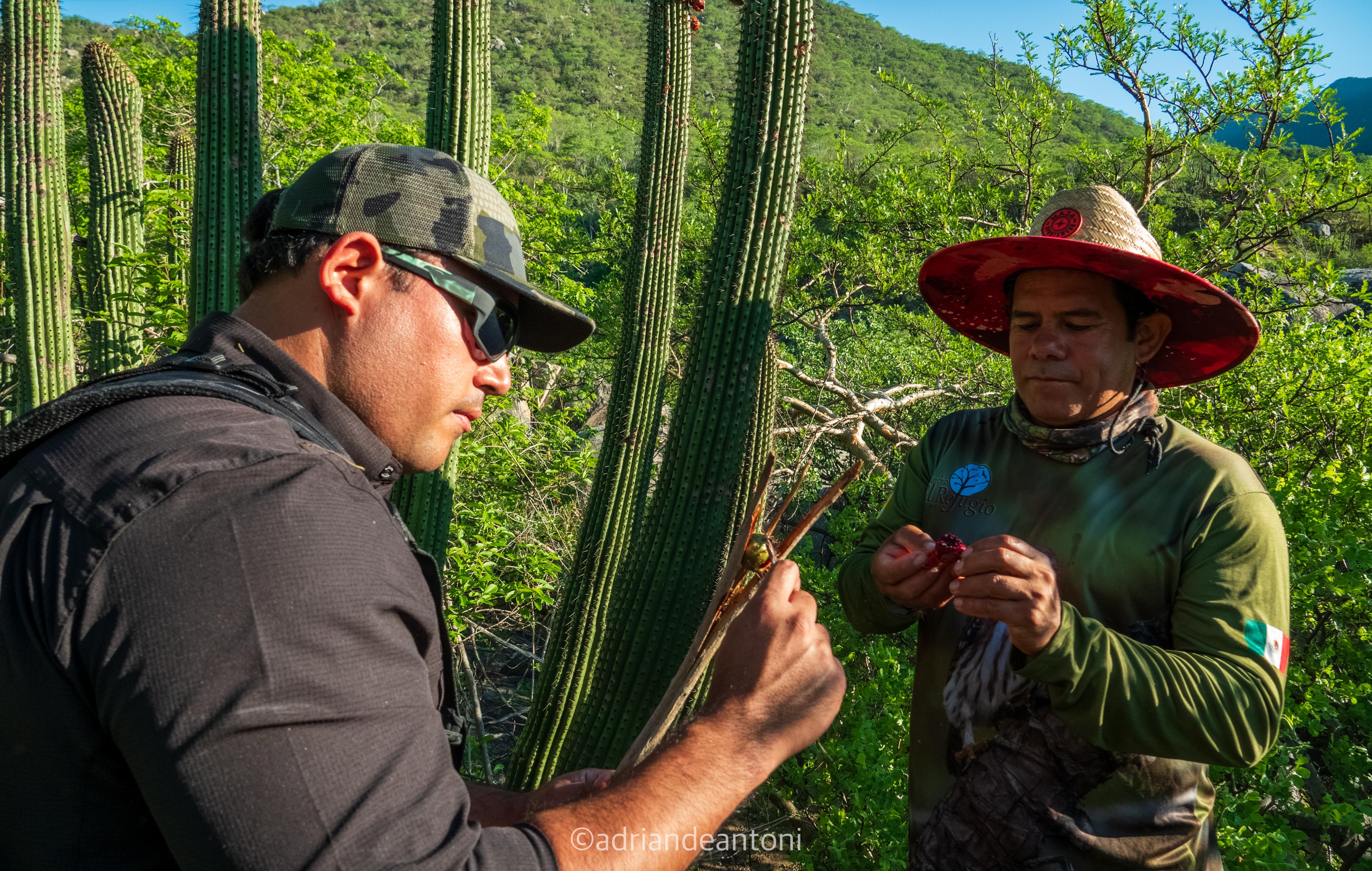 busca-pitaya-aditional-content