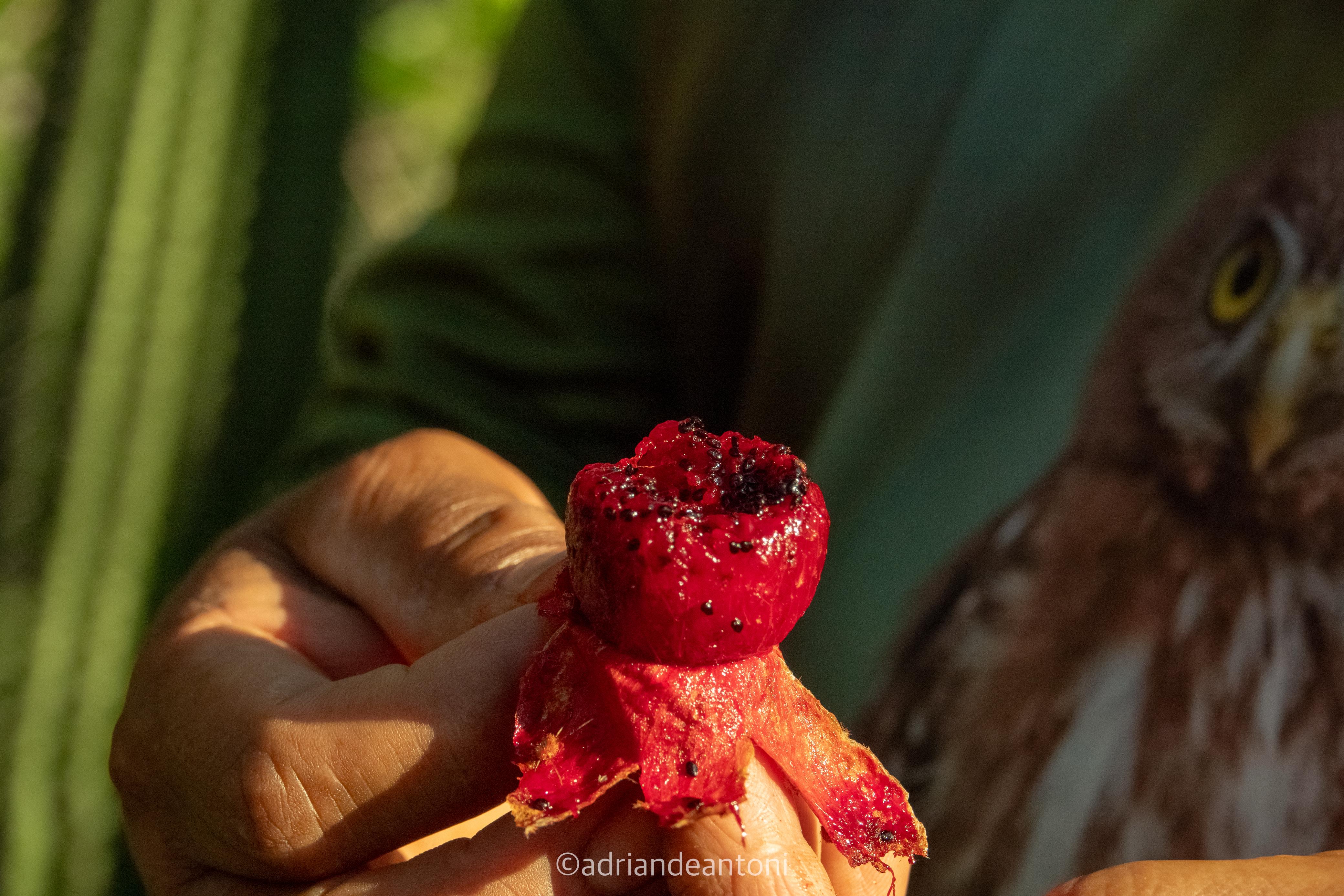 busca-pitaya-aditional-content