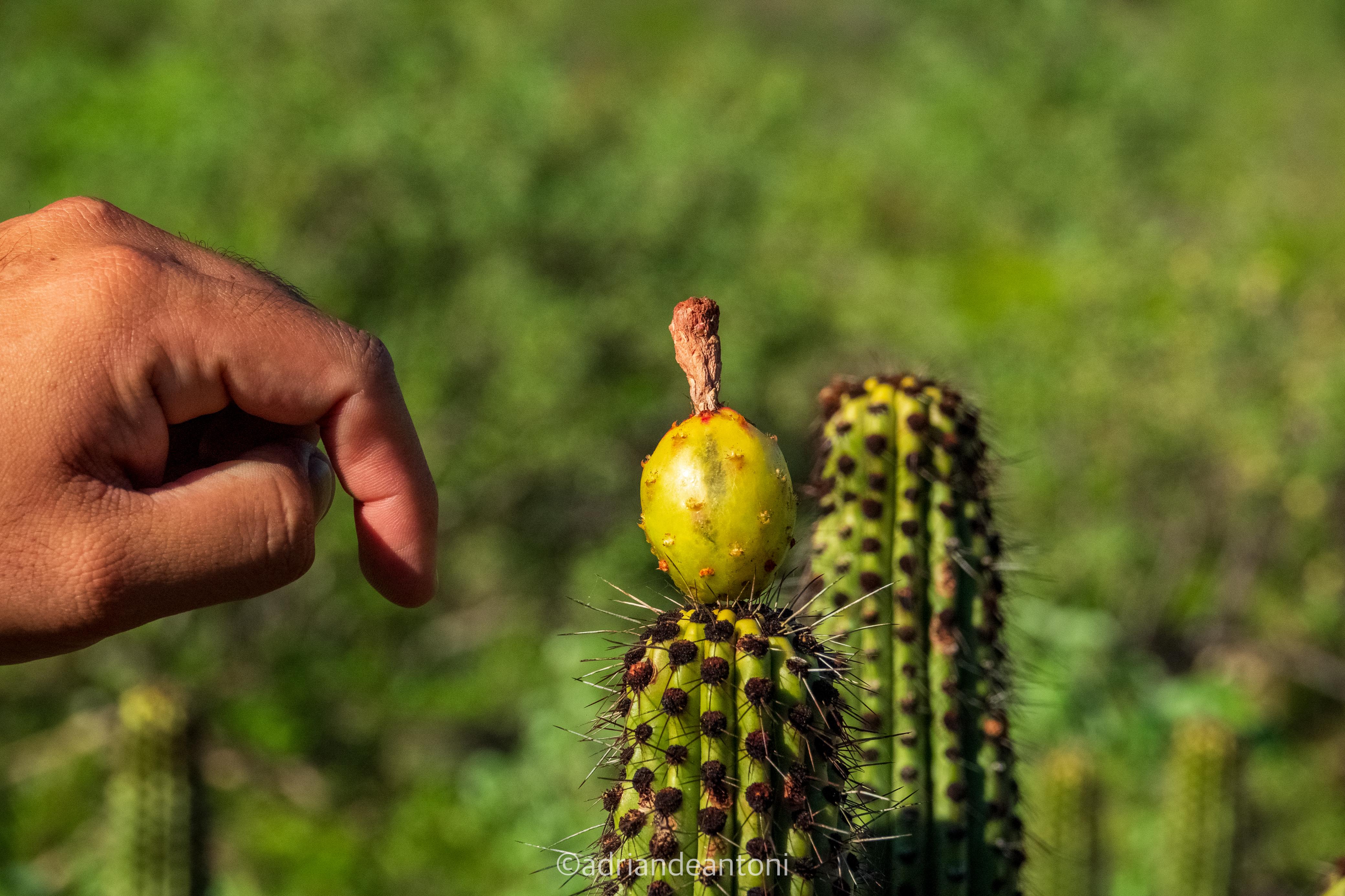 busca-pitaya-aditional-content