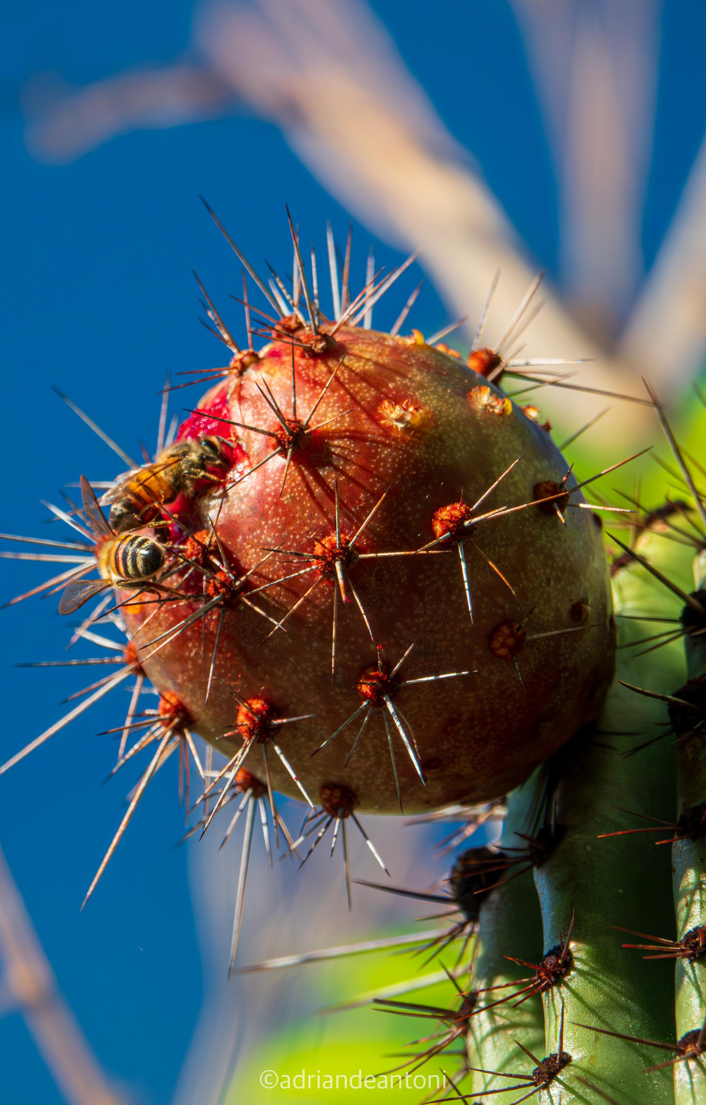 busca-pitaya-aditional-content