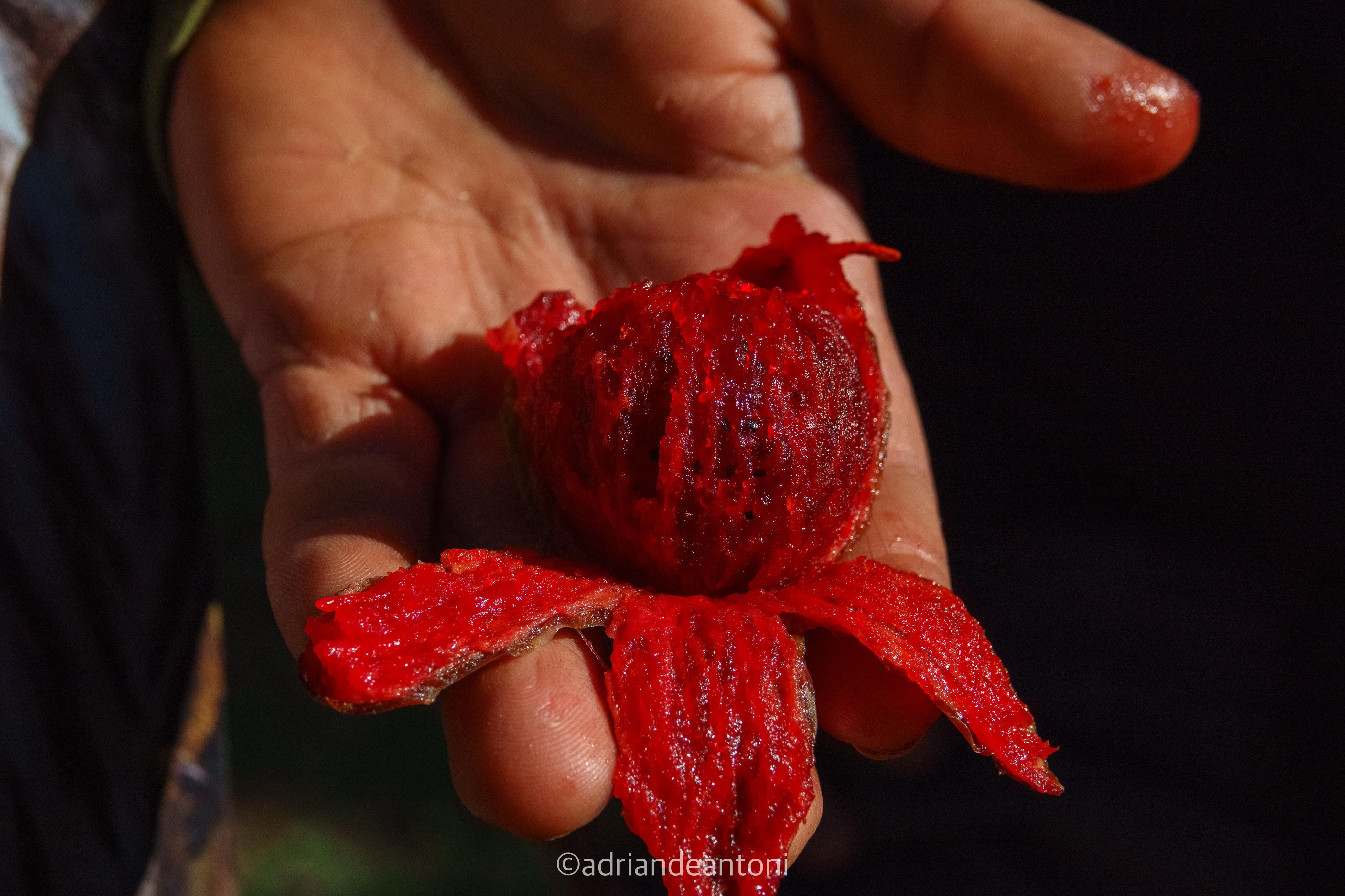 busca-pitaya-aditional-content