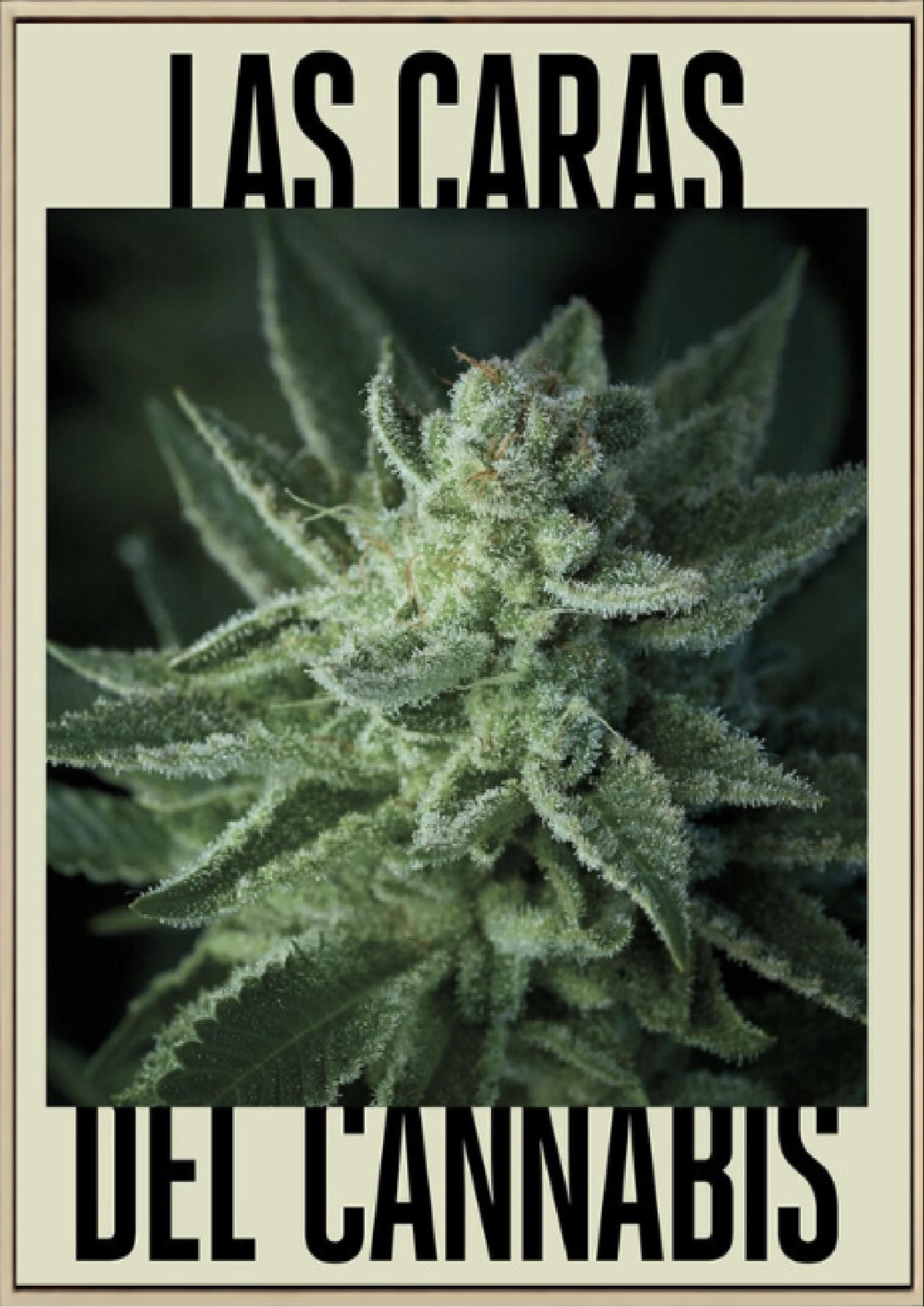 Las caras del cannabis